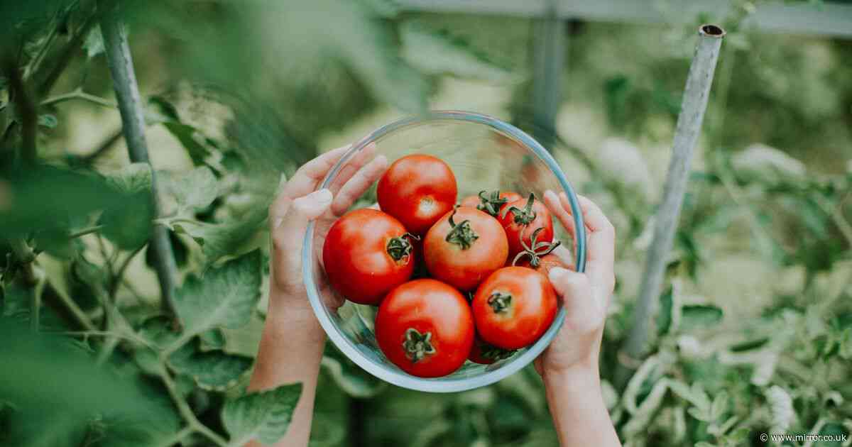 Prevent your tomatoes from splitting with gardener's handy harvesting trick