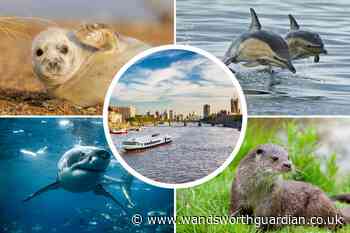All the animals seen in River Thames from whales to sharks