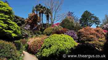 Spring colours at Leonardslee Gardens near Horsham
