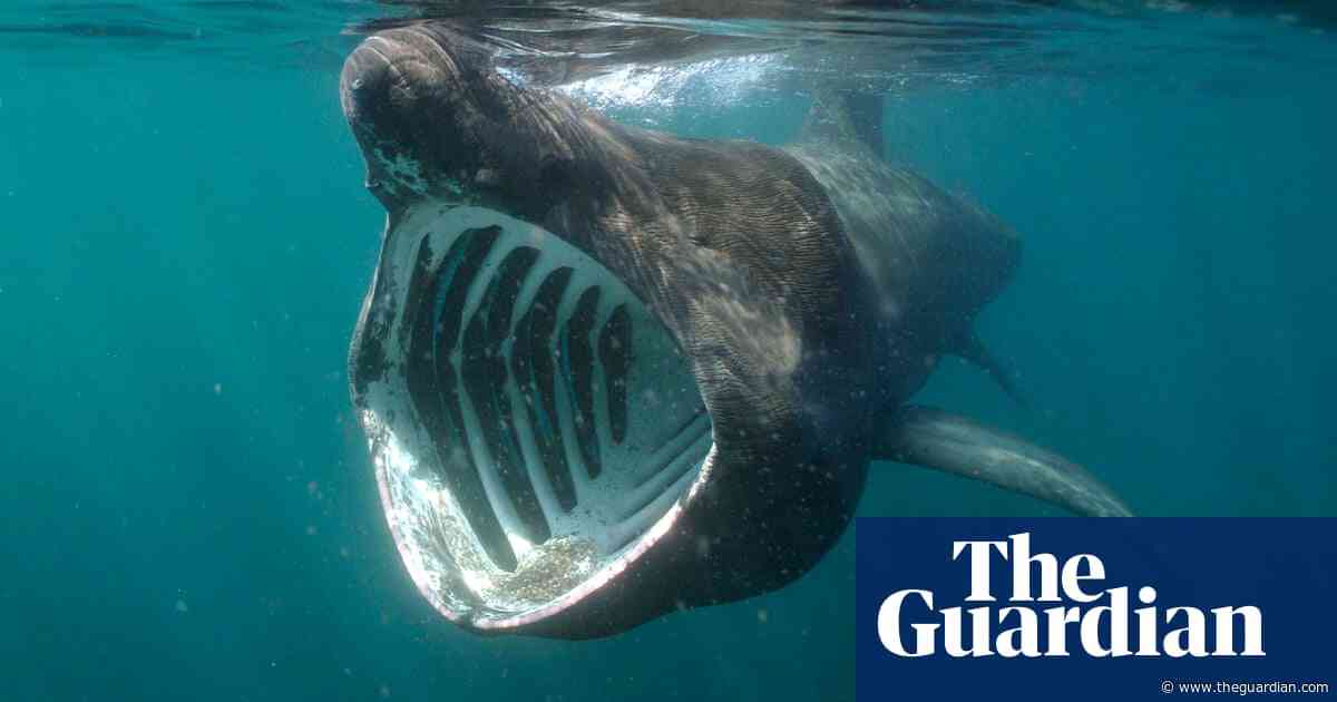 ‘I’m happy we’re not killing them any more’: Ireland’s last basking shark hunter on the return of the giants