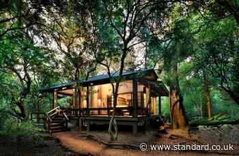 Phinda Forest Lodge: close encounters of the furry kind in South Africa's unique sand forest