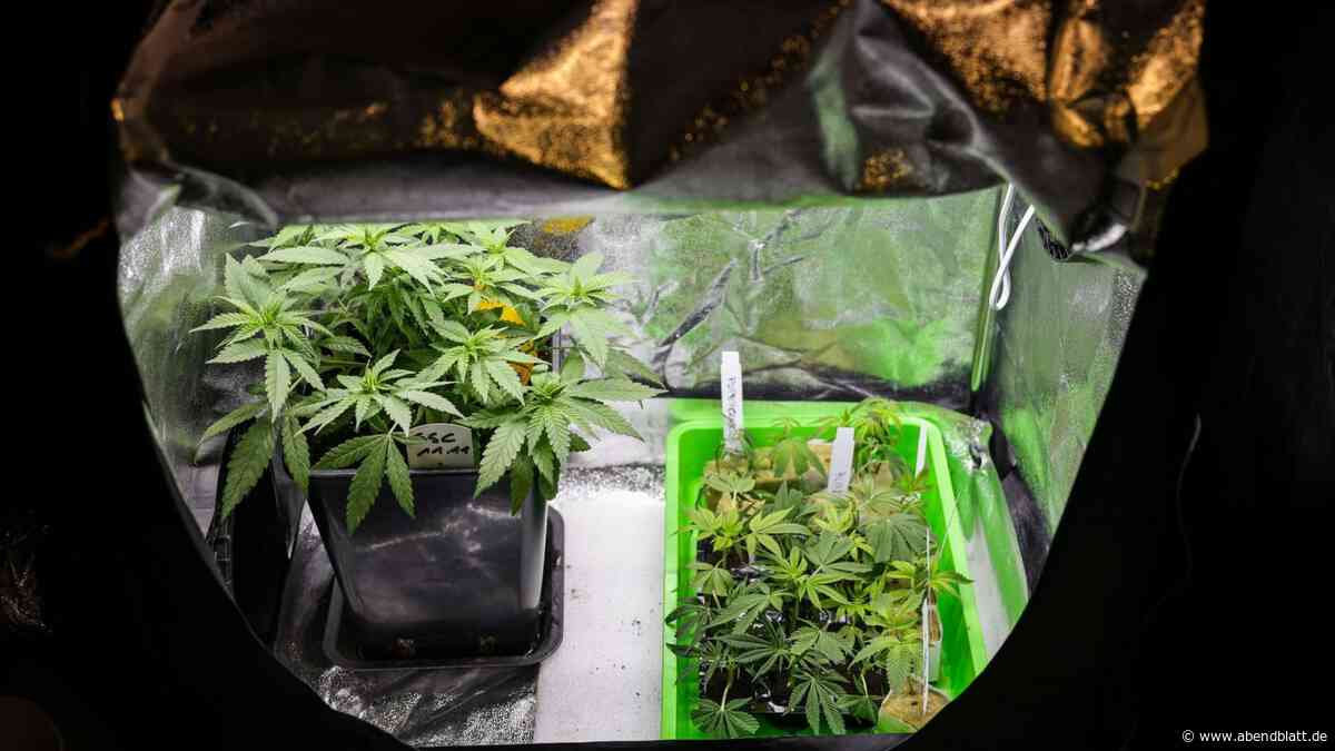 Staatsanwälte überprüfen alte Cannabis-Verfahren