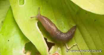 Gardening expert warns against one task as it's a 'magnet for slugs'