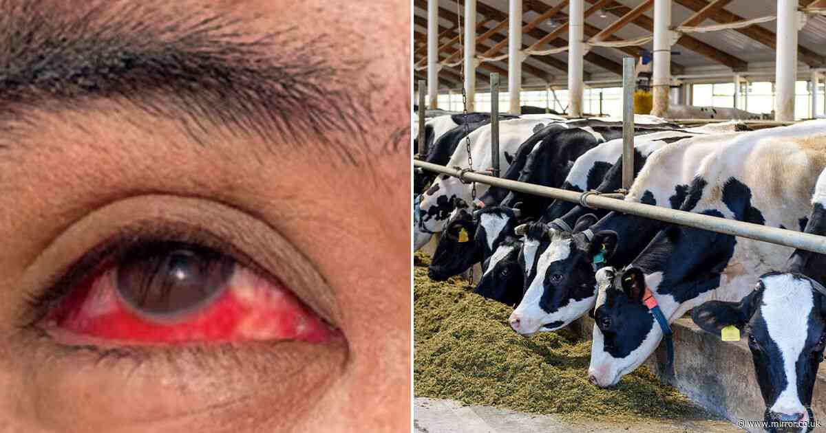 Farm worker 'bleeding in eyeballs' after catching bird flu in first case of transmission