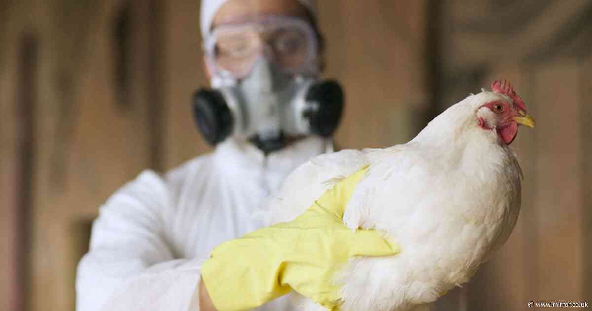 'Strong evidence' bird flu virus has passed from mammals to humans for first time