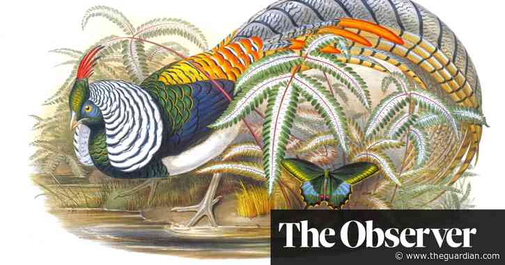 ‘Exceptional’: rare book of illustrations from Darwin’s ‘bird man’ on sale for £2m