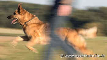 Spaziergang mit Hund wird zum Albtraum: Rosenheimerin nach Tierattacke von Besitzer gewürgt