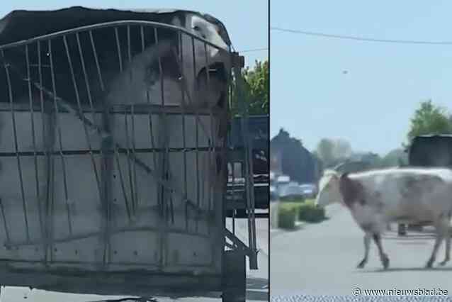 Bestuurder schrikt zich een bult als jonge stier ontsnapt uit dierentransport