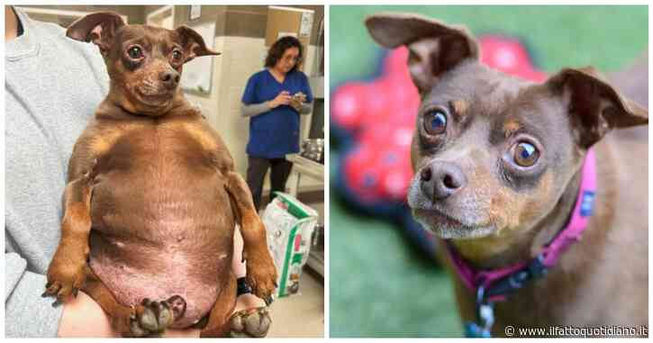 La drammatica storia di Jammy, il cagnolino di 11 anni abbandonato in canile così obeso che faceva fatica a muoversi