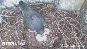 Four falcon chicks hatch in Glasgow university tower