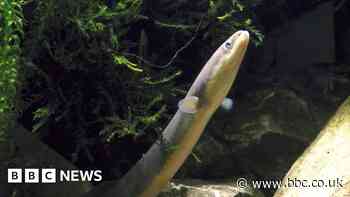 Scientist hopeful for eel future as Ely celebrates