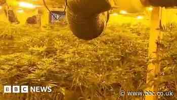 Arrest after £150k cannabis factory uncovered
