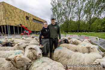 Al vijf jaar “levende grasmachines” in ’t Stad: op pad met stadsherder Lukas Janssens en zijn kudde schapen