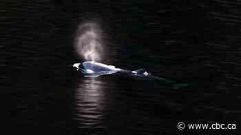 DFO warns boaters against disturbing orphan B.C. orca calf