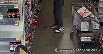 Bungling shoplifter caught on CCTV dropping knife after stealing wine and sweets