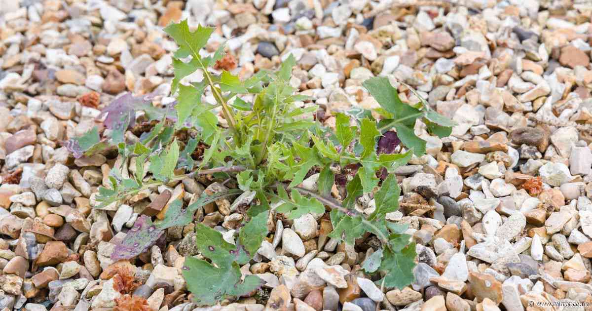 Remove gravel weeds with a kitchen staple that works 'better' than white vinegar
