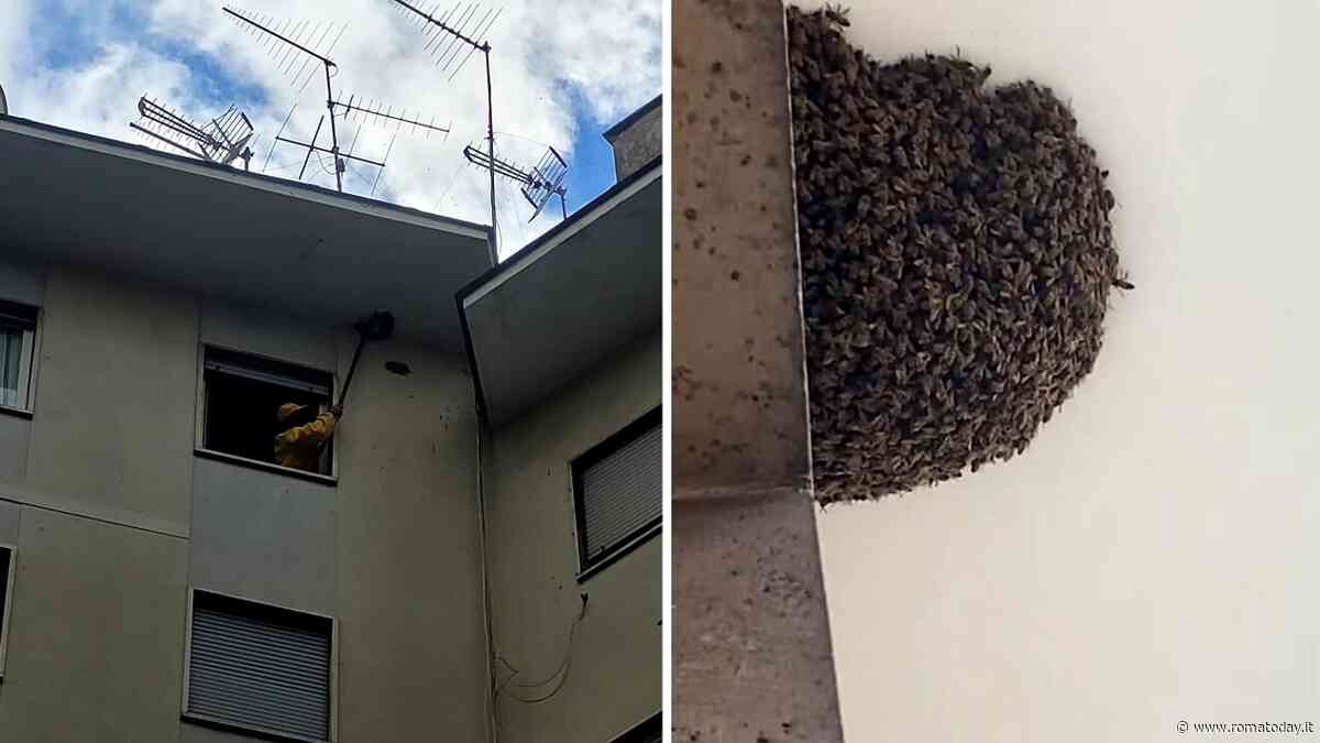 Rimosso uno sciame di 10mila api: "Non potevano più aprire la finestra del bagno"