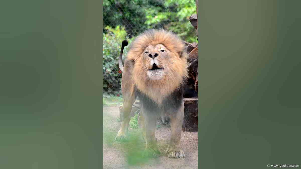An Amazing Lion's Roar
