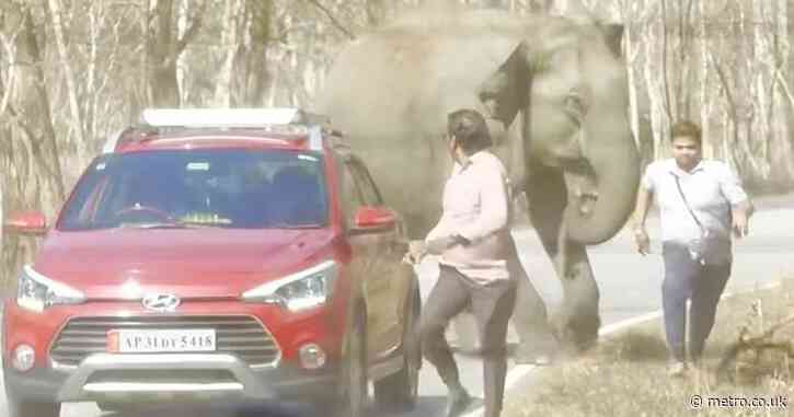 Terrified tourists run for their lives from charging elephant