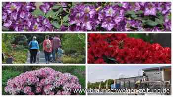 Gifhorner Blumenfans: zu den Rhododendron-Tagen bei Opa Erny