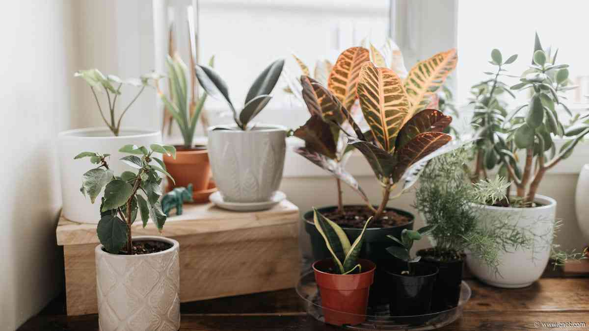 Sick of Bugs in Your Kitchen? Try These Common Houseplants to Drive Them Away     - CNET