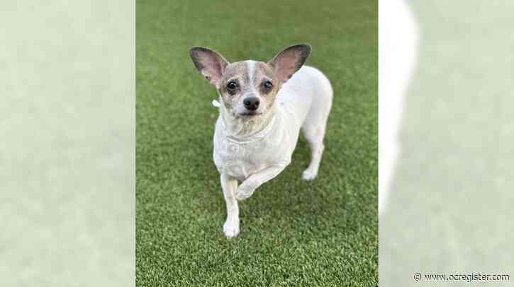 Chihuahua Romeo is a lover with lots of affection to give