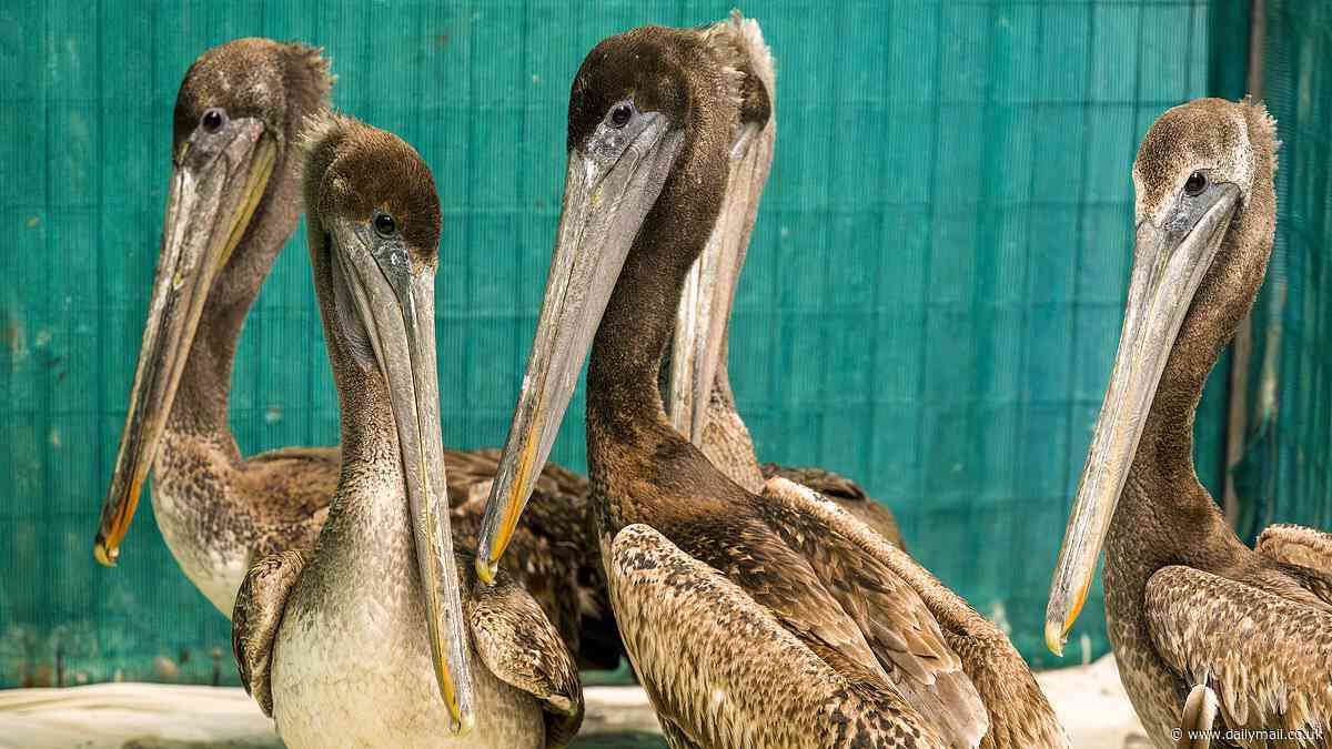 Mystery as dozens of sick, starved pelicans flood wildlife center after 'mass-stranding' event