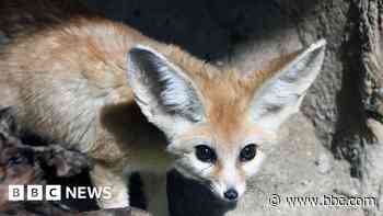 World's smallest foxes come to Devon zoo