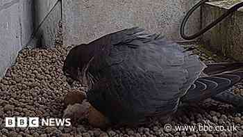 Video shows peregrine falcon emerging from egg