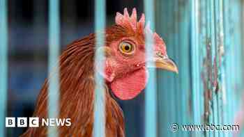 Farmer fined for ignoring bird flu restrictions