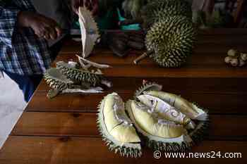 News24 | Heatwave hammers Thailand's stinky but lucrative durian farms
