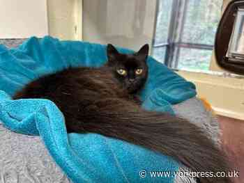 Could you give a home to 'independent lady' Sweep?