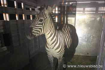 Verdwenen zebra week na opmerkelijke ontsnapping eindelijk gevangen