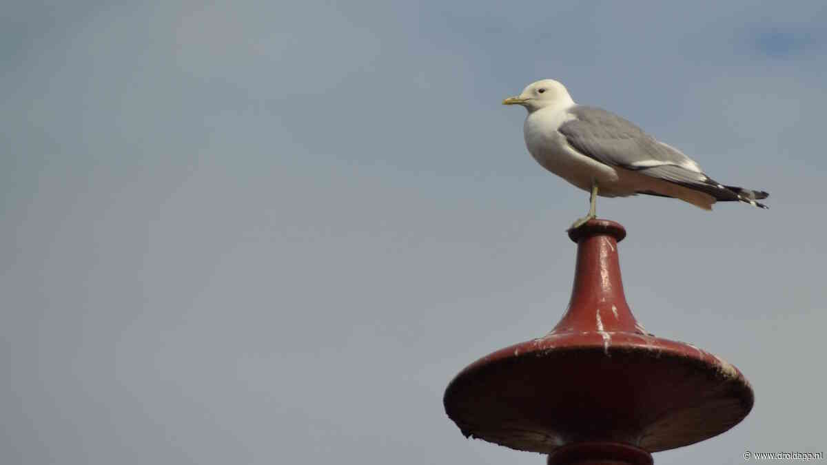 BirdNET app: herken vogels aan hun geluid