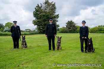 Essex Police welcomes three new German Shepherds to dog unit