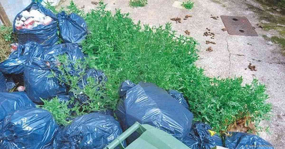 Northumberland woman fined after failing to clear up rubbish-filled garden