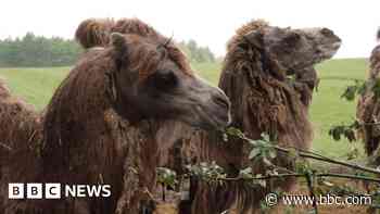 Children celebrate birthday of one-eyed camel
