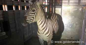 Zebra ontsnapt uit trailer en vermaakt zich zes dagen lang prima in de staat Washington