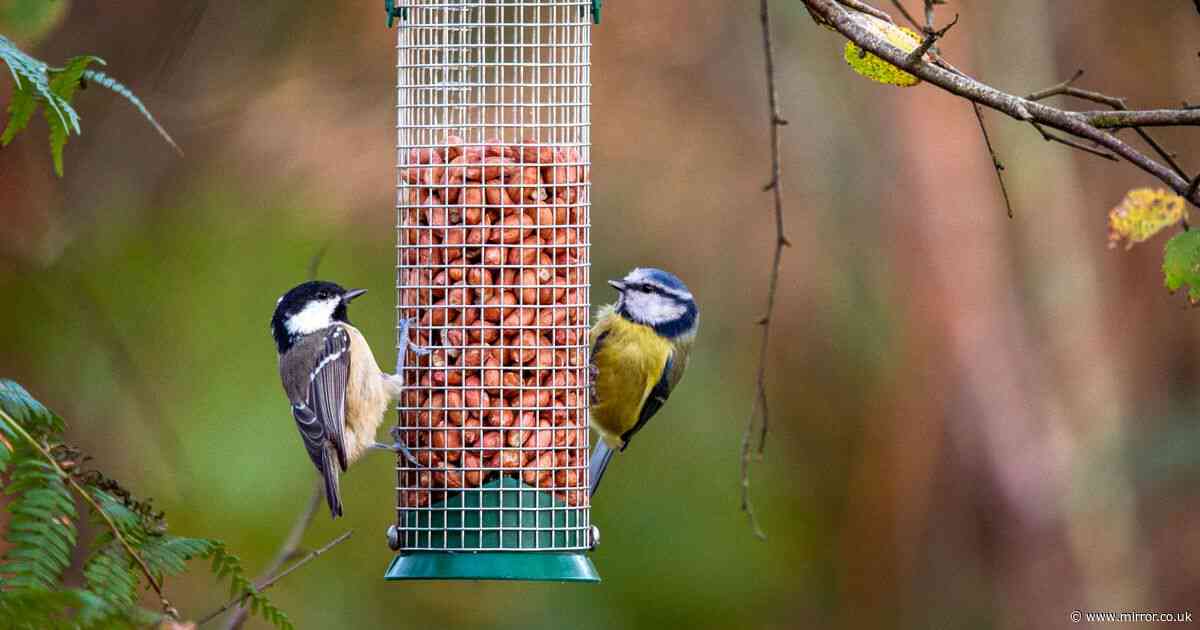 Bird feeder mistake is inviting rodents and predators into your garden - but there's easy fix
