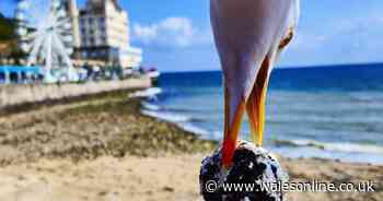 The moment a seagull steals ice cream from tourist's hand
