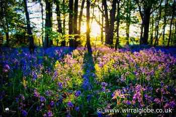 Take a walk among the beautiful bluebells this weekend in Wirral