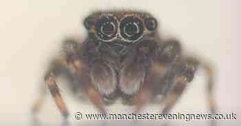 New species of spider discovered in UK confirmed by Manchester expert