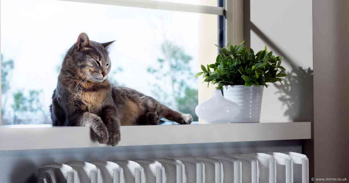 'Girlfriend demands I get rid of toxic plant to keep her cat safe - I don’t care'
