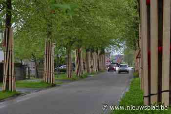 Ingepakt bomen kondigen weken van wegenwerken aan: “We leggen de straten maar één keer open”