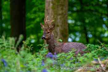 'Alarming' reports of deer poaching in Herefordshire