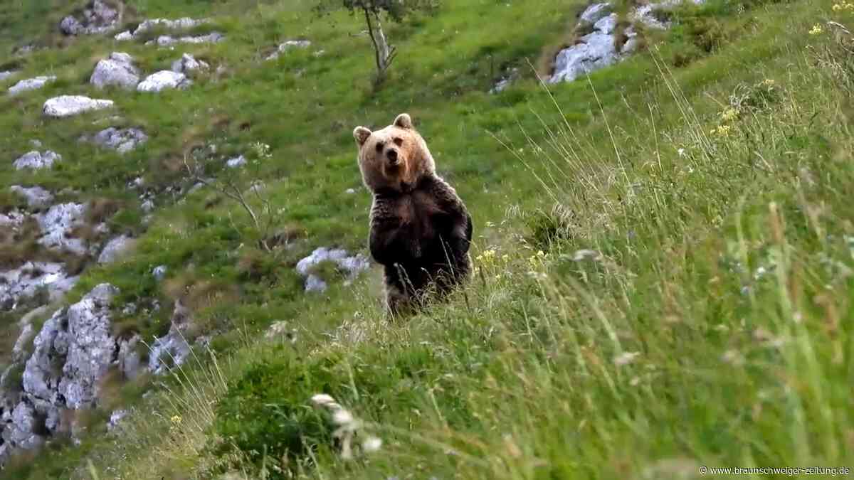 Bär verfolgt Wanderer am Gardasee – der macht alles richtig