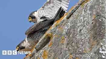 Abbey's first nesting peregrine pair produce eggs