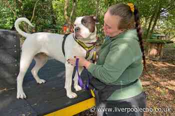 Dog picks up special skill in bid to find her forever home