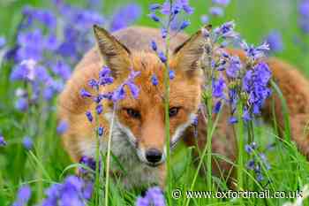 Camera club: Fox in field peers through the bluebells