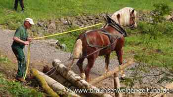 Wildschweine im Harz: Pferdestärken sollen Wieda von Plage befreien